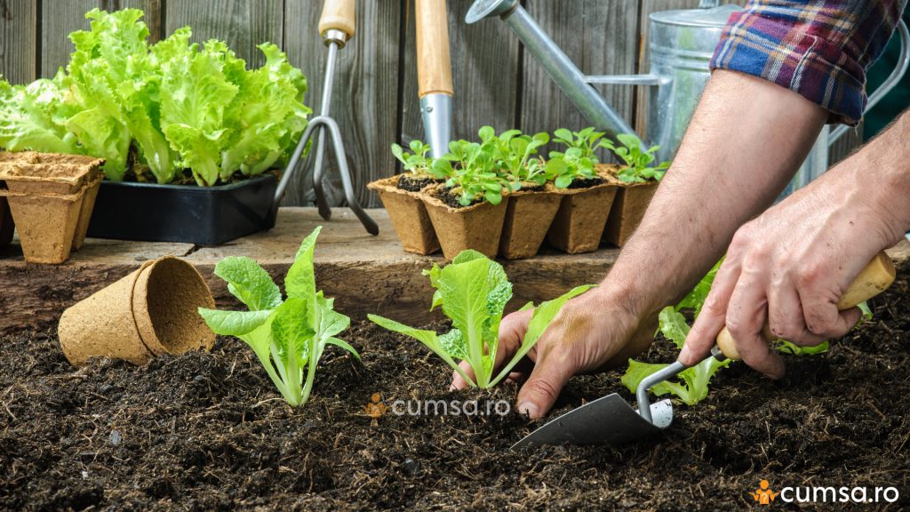 Plantare salata verde