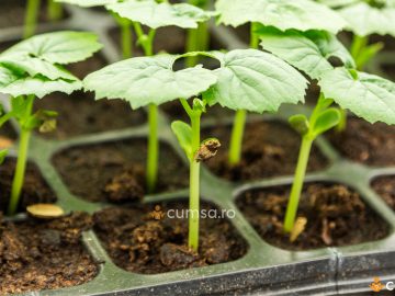 Cum sa obtii rasaduri de castravete amar (momordica) folosind seminte
