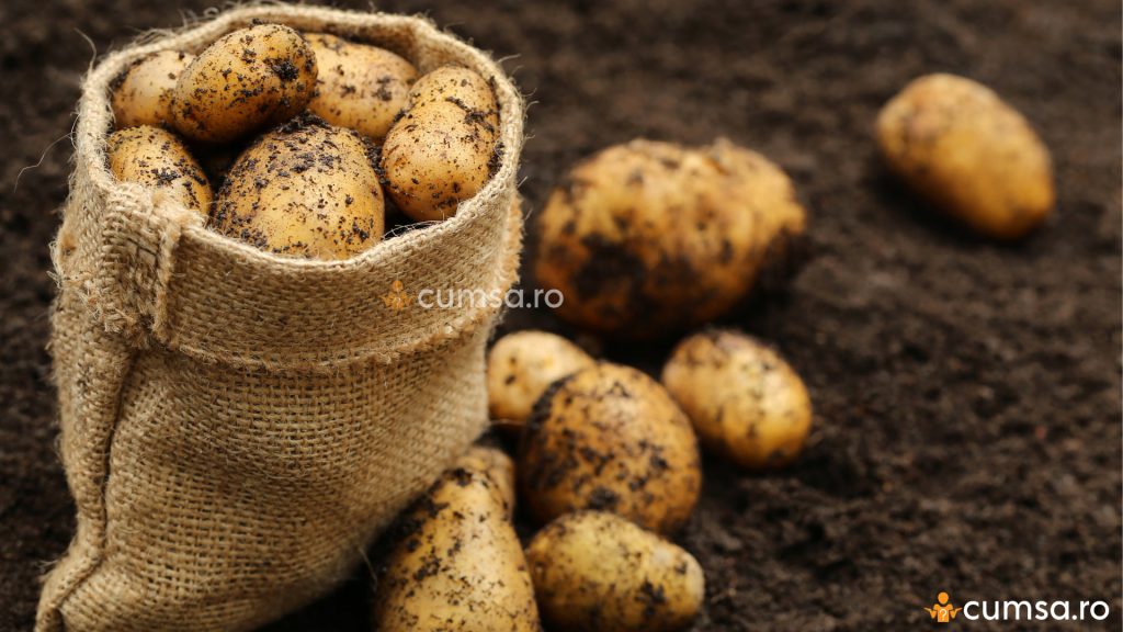 Recoltarea cartofilor