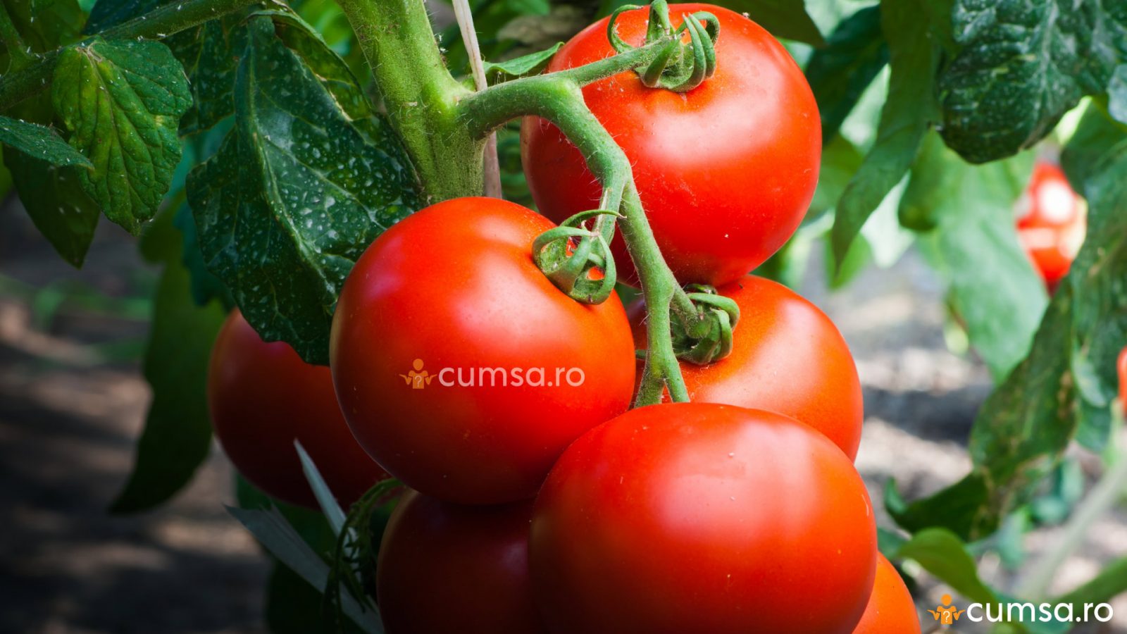 ляна томат фото