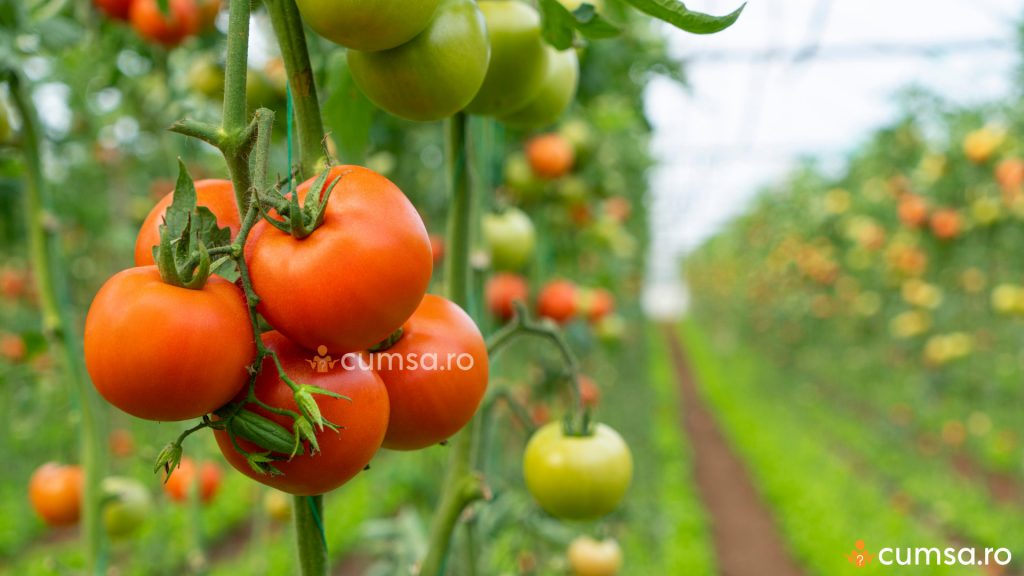 Schema tratament tomate. Rosii in solar