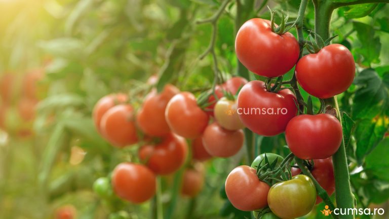 Schema tratament tomate. Cum si cand sa faci stropirea rosiilor
