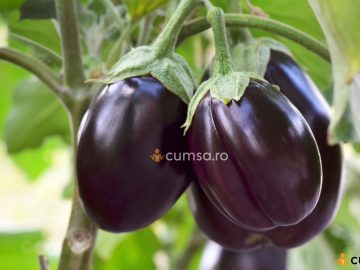 Schema tratament vinete. Cum si cand sa faci stropirea acestor legume