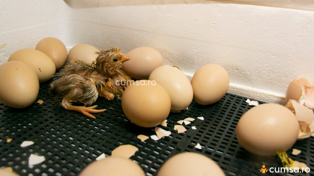 Clocitoare de oua