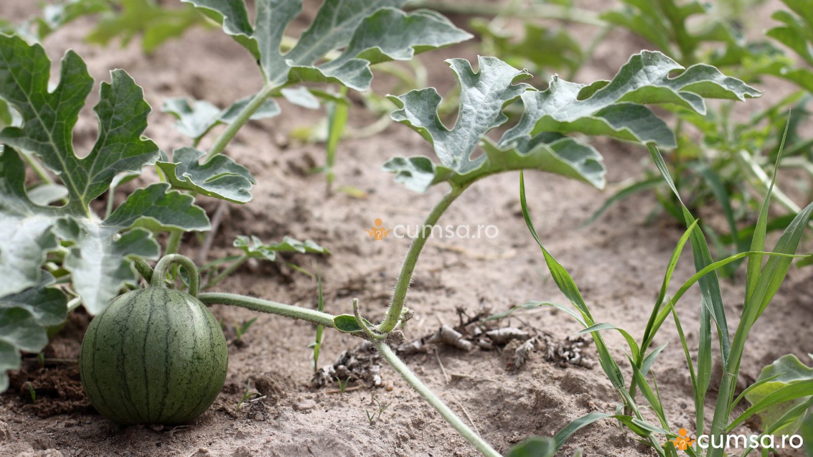 Cum Sa Cultivi Pepene Rosu La Tine In Gradina Cumsa Ro