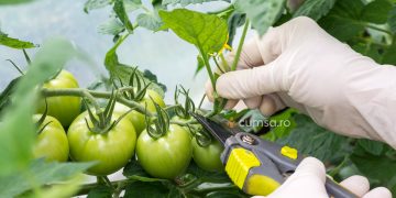 Cum sa faci defolierea tomatelor. De ce este necesara?