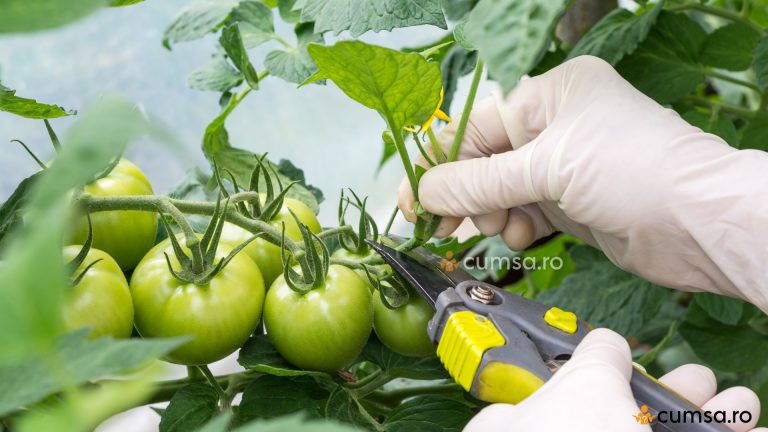 Cum sa faci defolierea tomatelor. De ce este necesara?