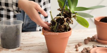 Cum sa faci transplantarea orhideelor in alt ghiveci