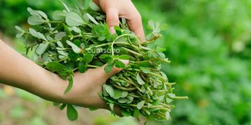 Cum sa folosesti iarba grasa in mancaruri sau ca planta medicinala