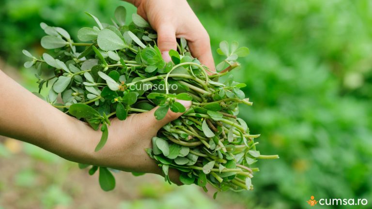 Cum sa folosesti iarba grasa in mancaruri sau ca planta medicinala