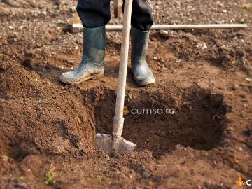 Cum sa sapi groapa pentru plantarea unui pom fructifer