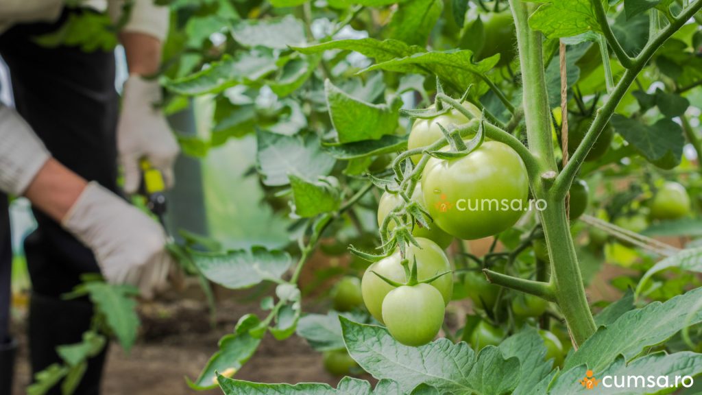 Defolierea tomatelor