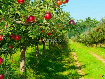 Distanta plantare pomi fructiferi. Cum sa ii plantezi pentru a se dezvolta corect