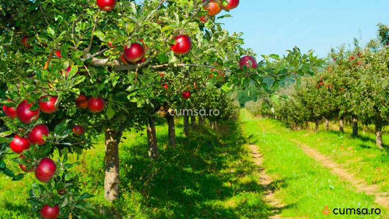 Distanta plantare pomi fructiferi. Cum sa ii plantezi pentru a se dezvolta corect