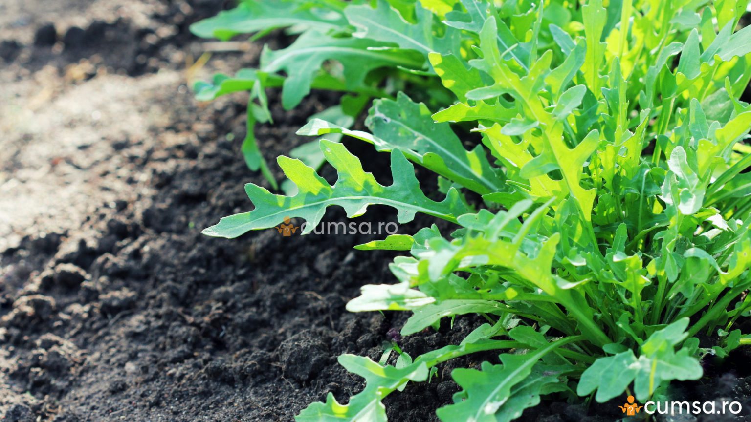 cultivare-rucola-eruca-sativa-cum-sa-ai-si-tu-aceasta-planta-in