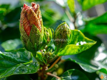 Ingrijire hibiscus. Cum sa combati afidele, musculita alba si fainarea