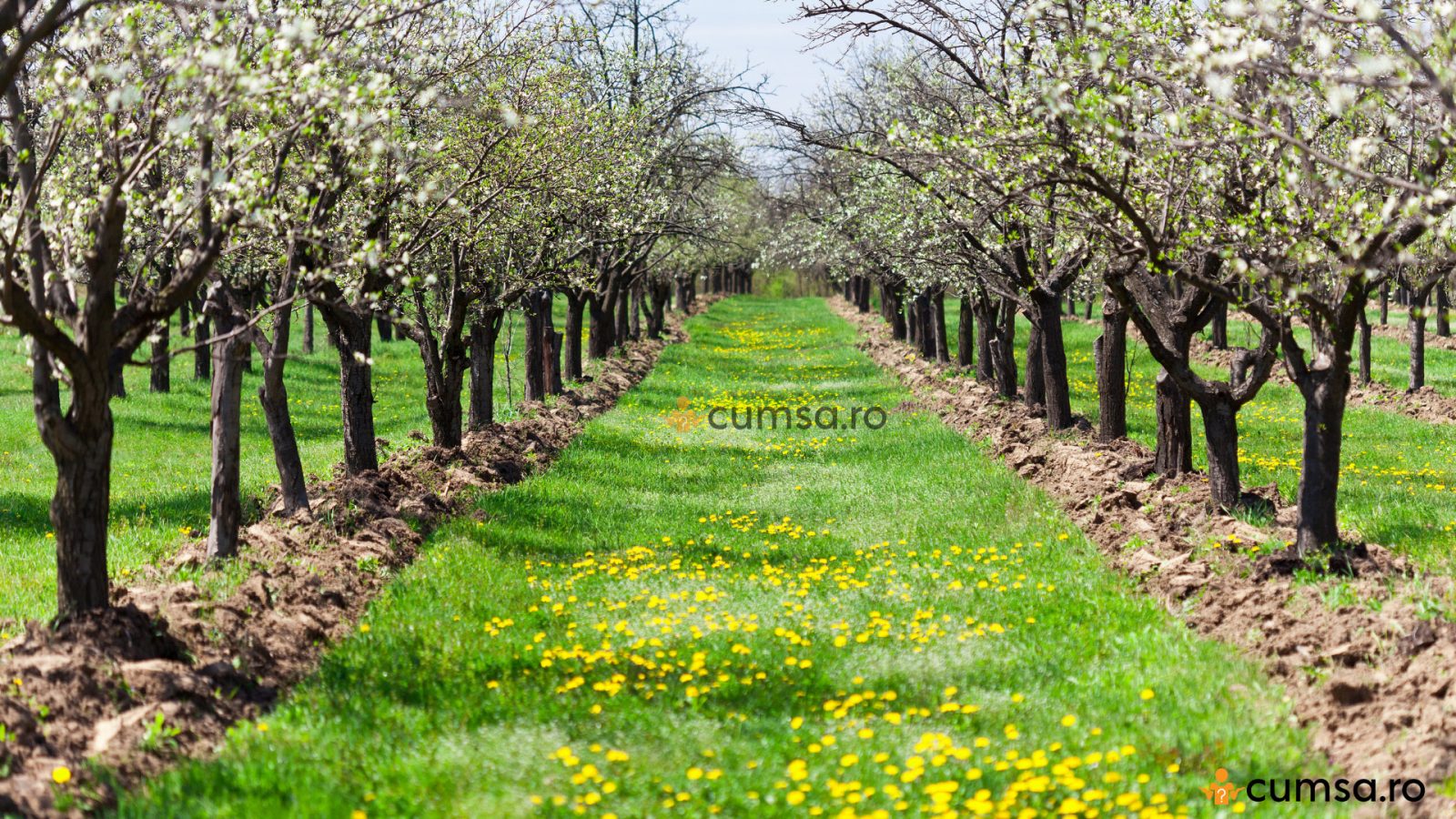 Schema tratamente prun. Cum sa tii la distanta bolile si daunatorii ...