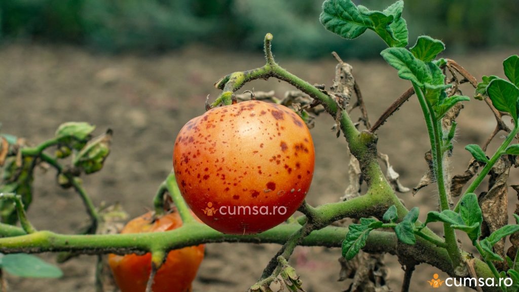 Antracnoza la tomate