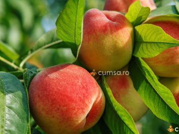Calendar stropiri piersic. Cum sa tii la distanta bolile si daunatorii acestui pom fructifer
