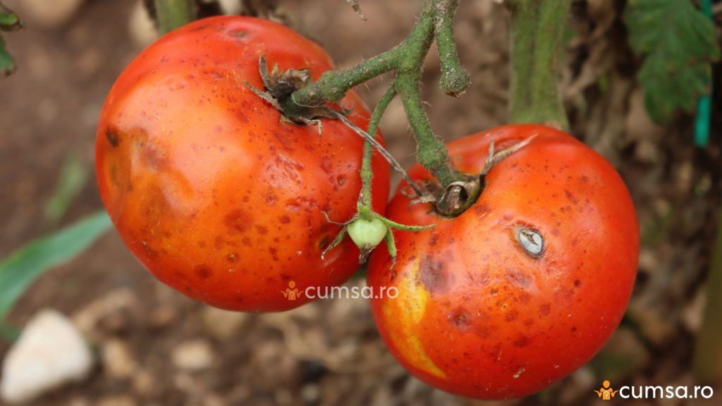 Colletotrichum coccodes tomate
