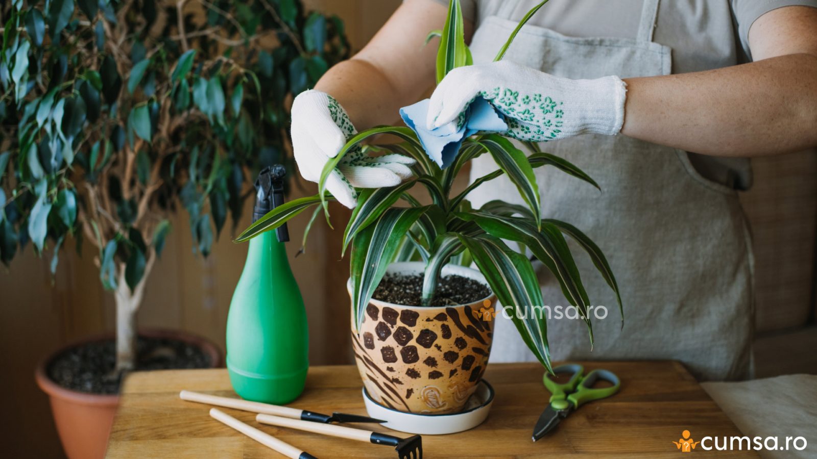 Cum sa plantezi Dracaena. Sfaturi despre ingrijire, inmultire, boli si ...