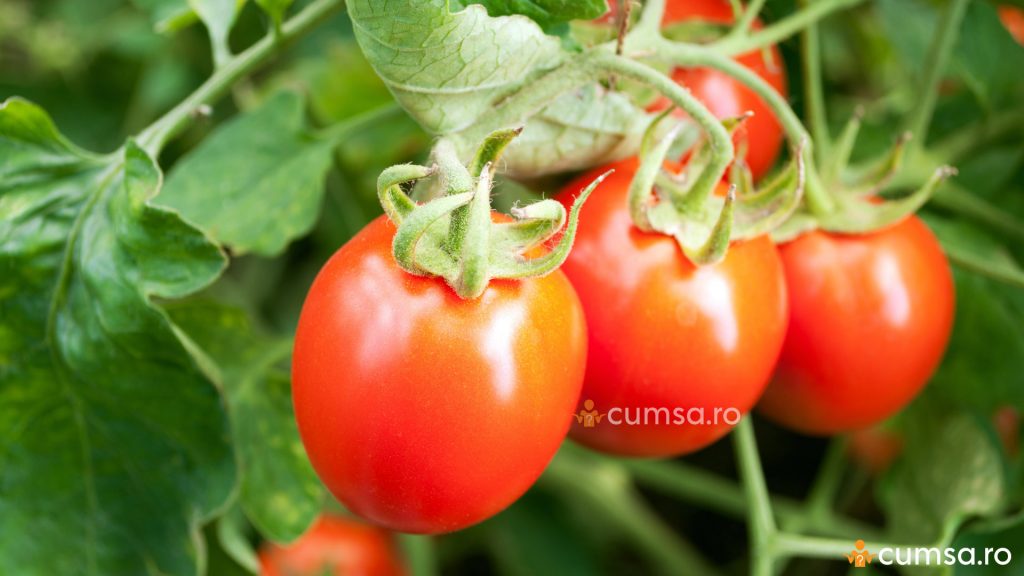 Cultivarea tomatelor in camp
