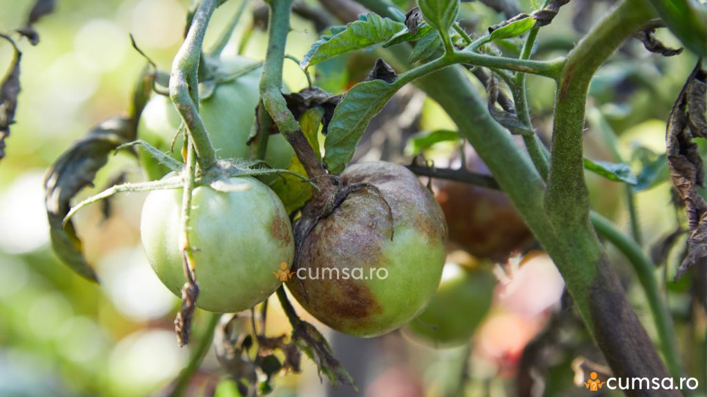 Cultivarea tomatelor in camp. Boli si daunatori