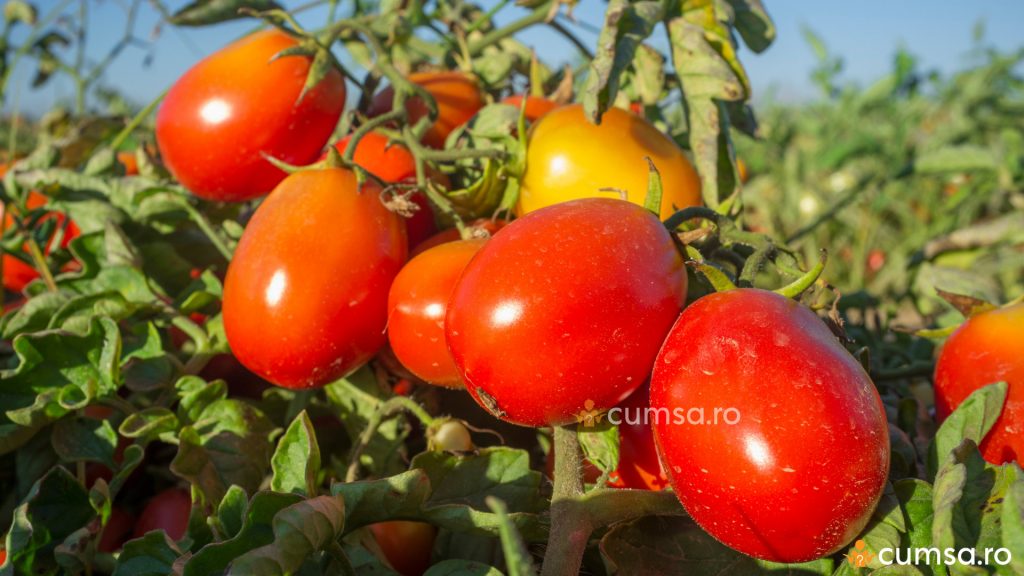 Cultivarea tomatelor in camp. Conditii de crestere