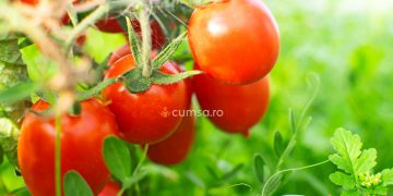 Cultivarea tomatelor in camp. Cum sa o faci in mod corect