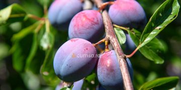 Cum sa alegi cele mai bune soiuri de pruni pentru tuica