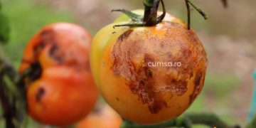 Cum sa combati antracnoza la tomate si cum previi boala