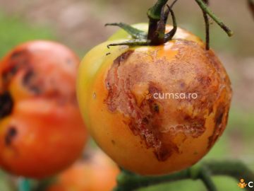 Cum sa combati antracnoza la tomate si cum previi boala
