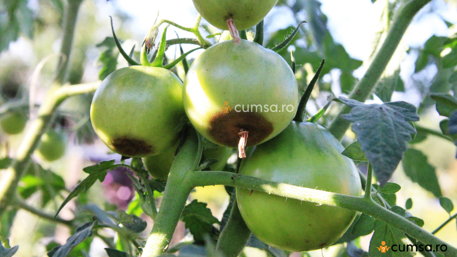 according to tribe Settle Carenta de calciu la tomate. Cum sa combati aceasta boala la rosii -  cumsa.ro