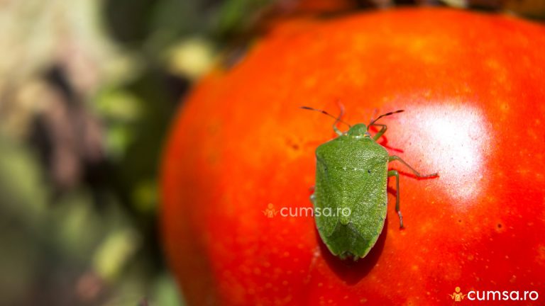 Cum sa combati plosnita verde a tomatelor si ce tratament sa aplici