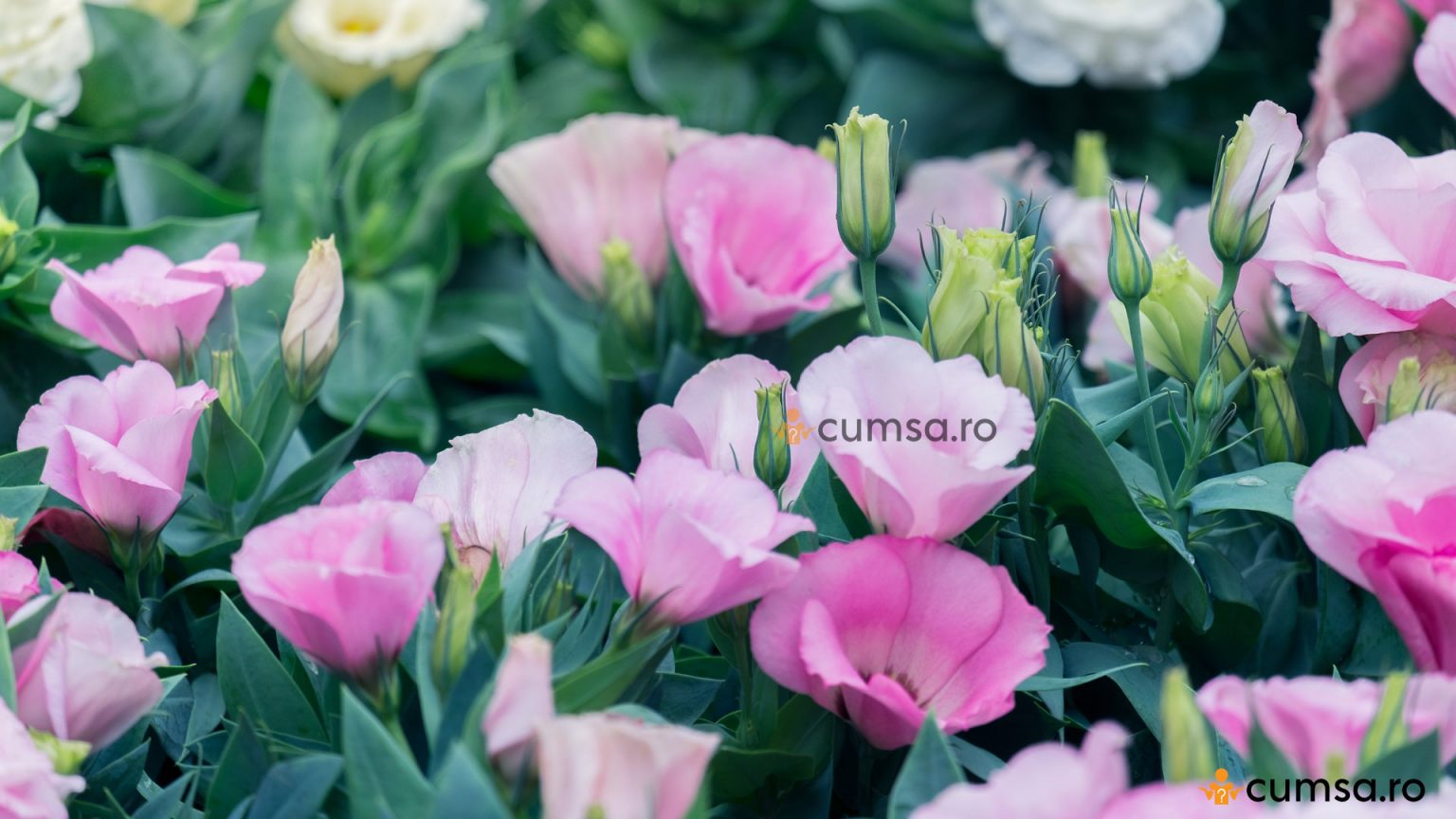 Cum sa cresti Eustoma. Ingrijire, inmultire, boli si daunatori - cumsa.ro