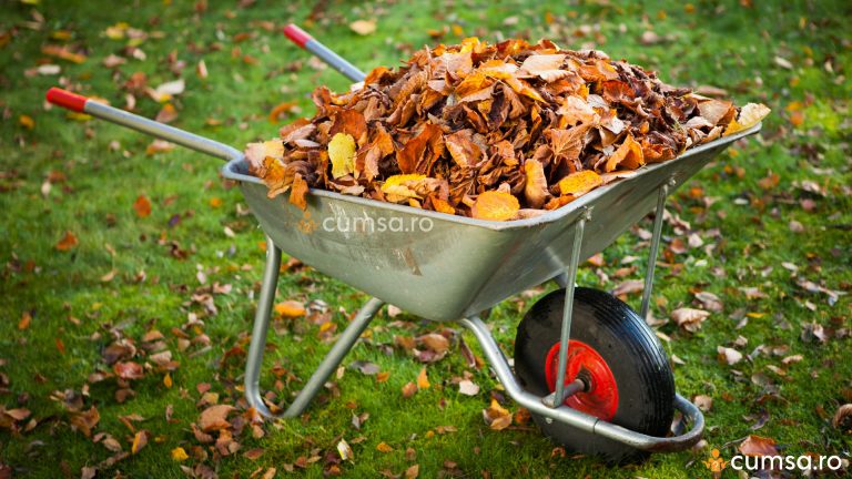 Cum sa faci compost din frunze uscate
