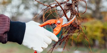 Cum sa faci fasonarea radacinilor la un pom fructifer
