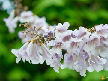 Cum sa plantezi Paulownia in curte. Sfaturi despre ingrijire si inmultire