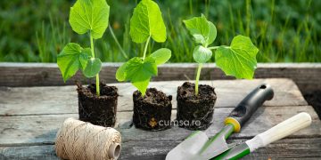 Cum sa pregatesti rasadurile pentru plantare in gradina