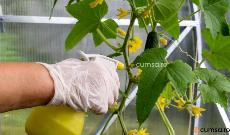 Cum sa faci ingrasamant natural pentru castraveti, cu lapte si iod Cum sa faci ingrasamant natural pentru castraveti, cu lapte si iod