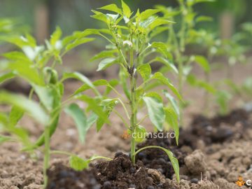 Distanta plantare gogosari. Cum sa plantezi rasadurile si in ce perioada