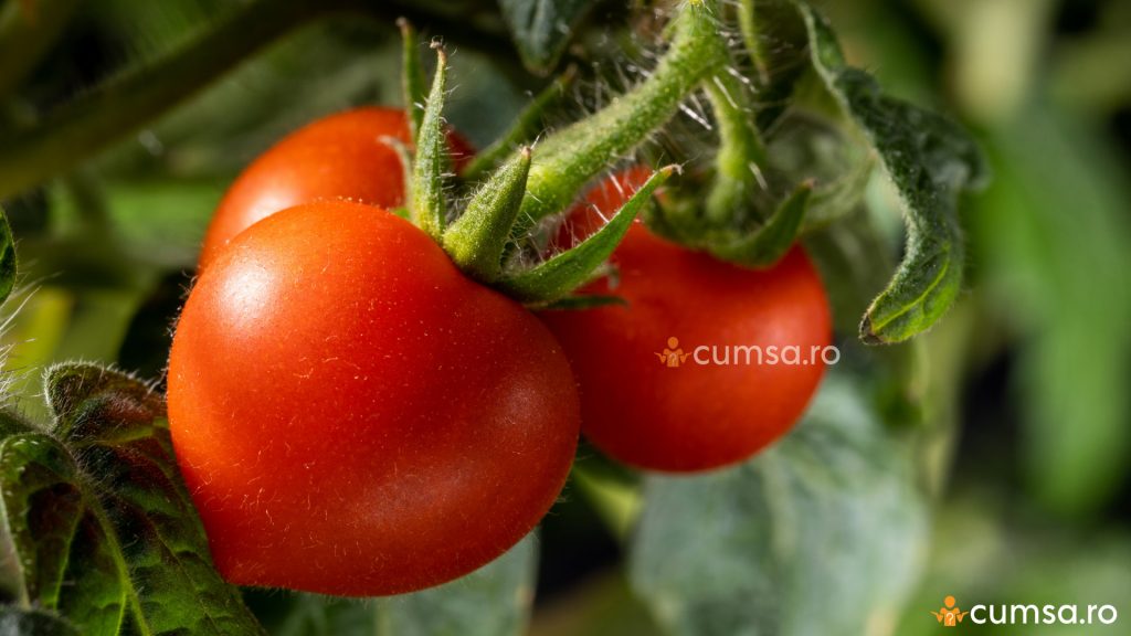 Gainat de pasare fertilizator tomate