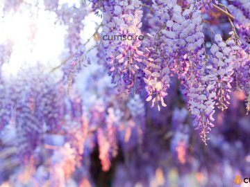 Inflorire Wisteria (Glicina). Cum sa ajuti aceasta liana decorativa sa aiba flori