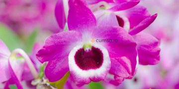 Ingrijire Dendrobium nobile. Cum sa ingrijesti orhideea cu flori parfumate