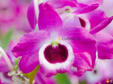 Ingrijire Dendrobium nobile. Cum sa ingrijesti orhideea cu flori parfumate
