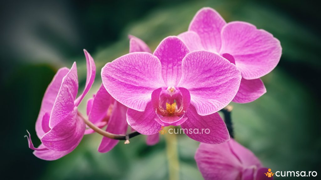 Orhidee inflorita