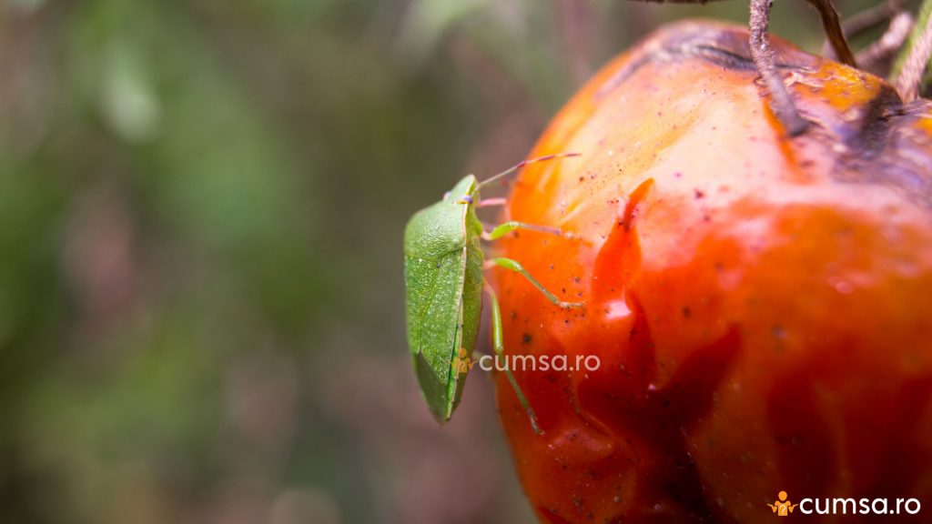 Plosnita verde a tomatelor 
