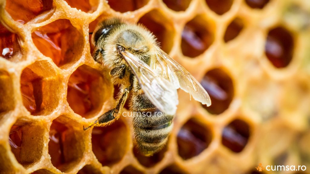 Albina in fagure