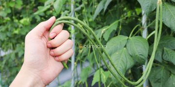 Cum sa cultivi fasole chinezeasca lunga. Beneficii, ingrijire, boli si daunatori