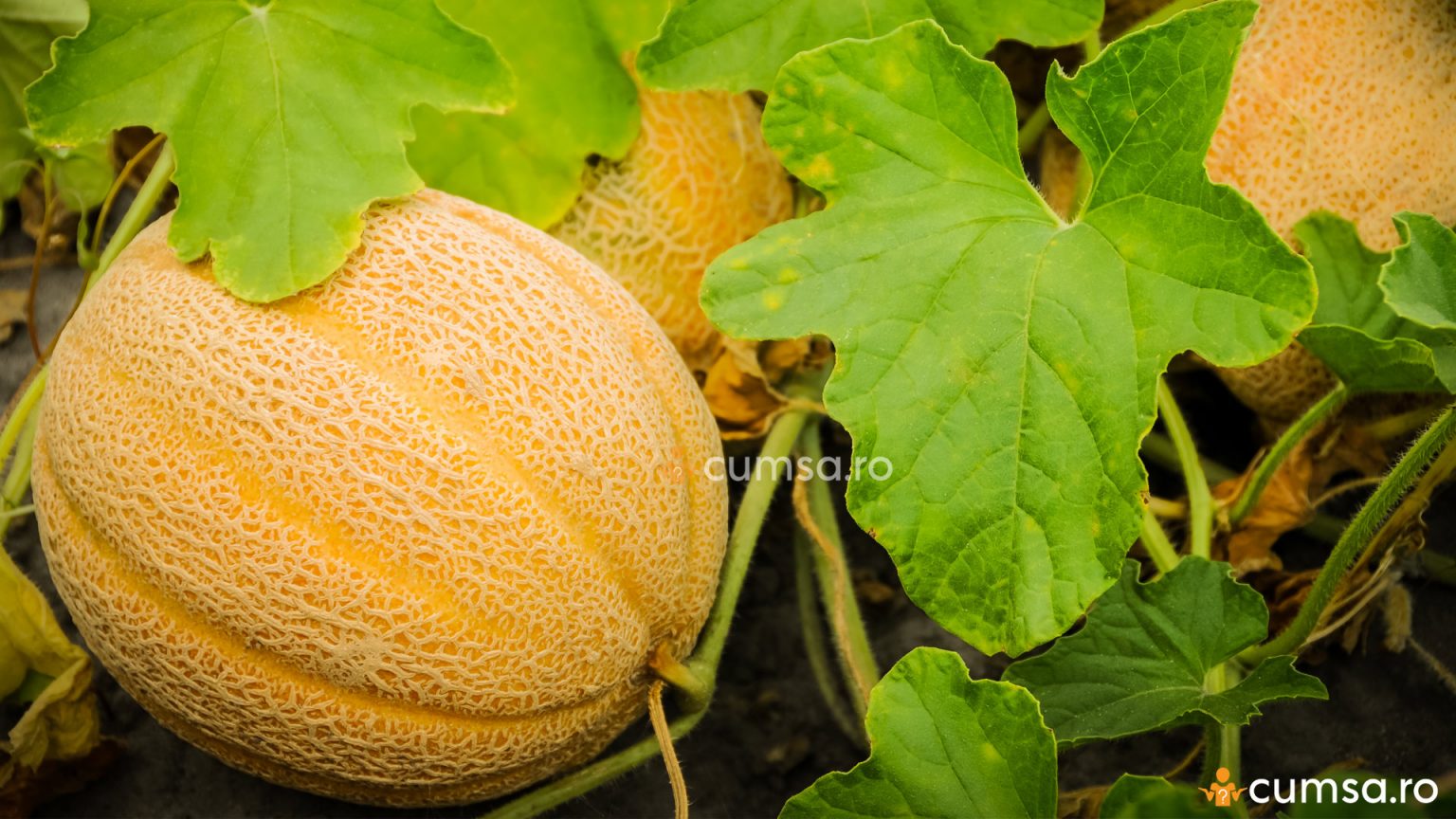Cum Sa Cultivi Pepene Galben Beneficii Plantare Ingrijire Boli Si 